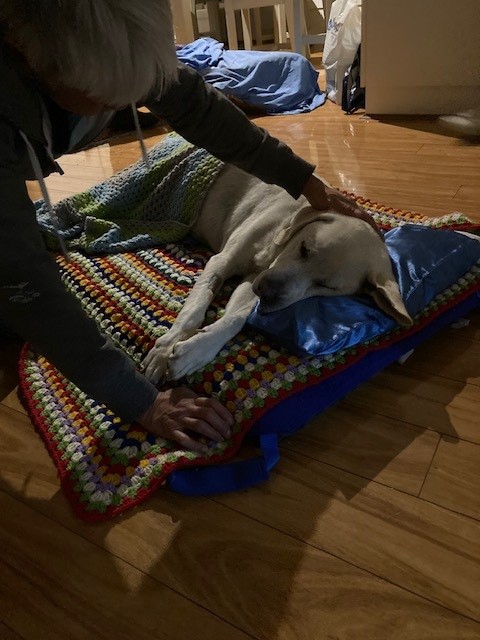 Labrador lying peacefully on a crochet rug with another rug over him and head on a satin pillow with Lindy bending over him and patting his head